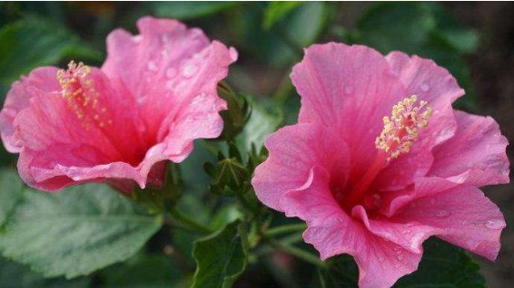  [立夏]这5款花卉，立夏就“开花机器”，春意盎然，繁花似锦，绚丽多彩