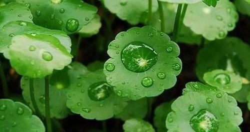水里:铜钱草盆栽长虫了,水里塞点它,一周就能变回来!