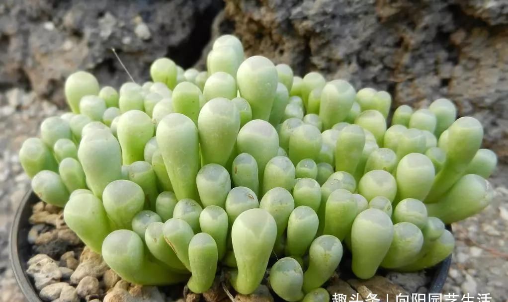  [技巧]多肉养的胖嘟嘟，关键在浇水上，学学浇水小技巧，多肉长爆盆