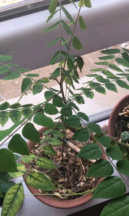『果实』盆栽杨桃怎么养?5个小技巧,不黄叶掉叶,叶茂花多,果实不掉落