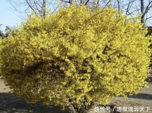  『观赏价值』在长江以南，有1种“连翘花”珍贵，平时在山坡下生长，值钱！