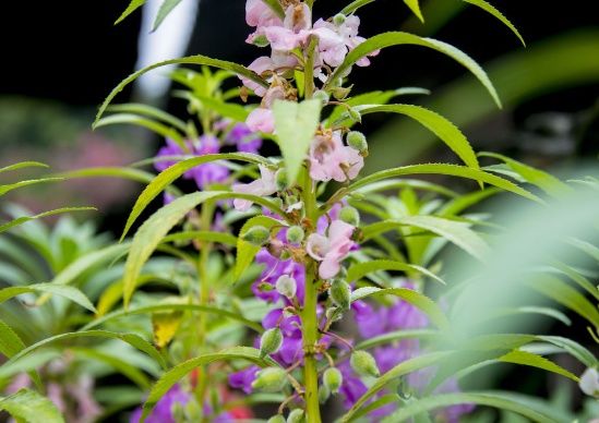 医生称它为杀菌王,灰指甲真菌最怕它,从此告