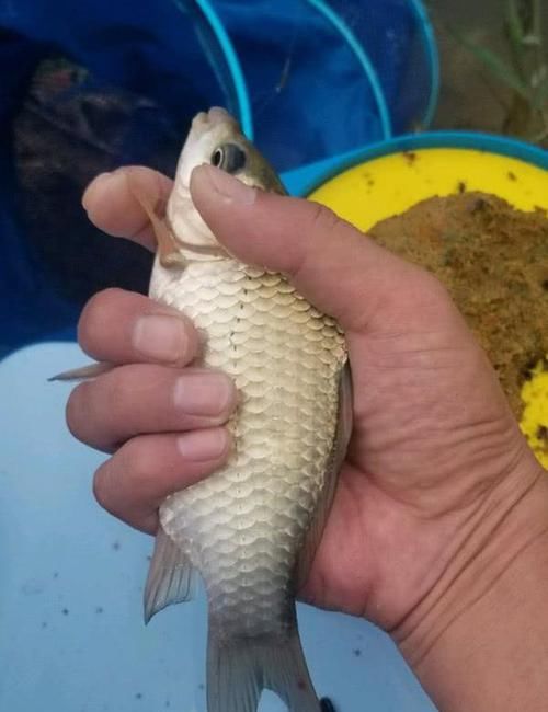  【咬钩】没鱼咬钩你只会干着急？只要找到原因，让鱼儿重新咬钩并不难