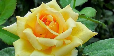 『漂亮』以下花漂亮不逊玫瑰,花色红红火火,观赏价值高,是盆栽盆景良才