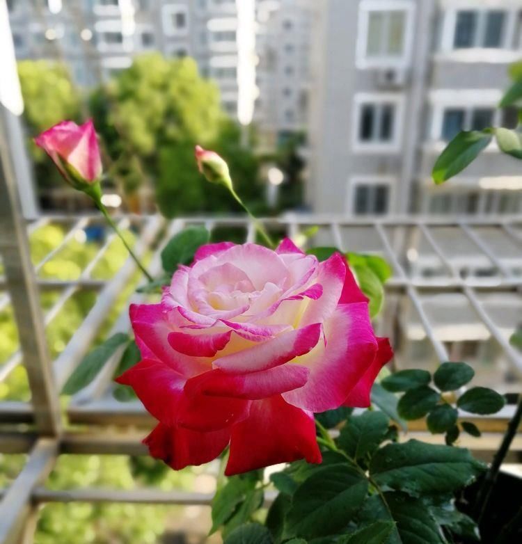  『红艳』“高档精品”卡罗拉，花开红艳似火，优美梦幻，可以说是盆栽必备