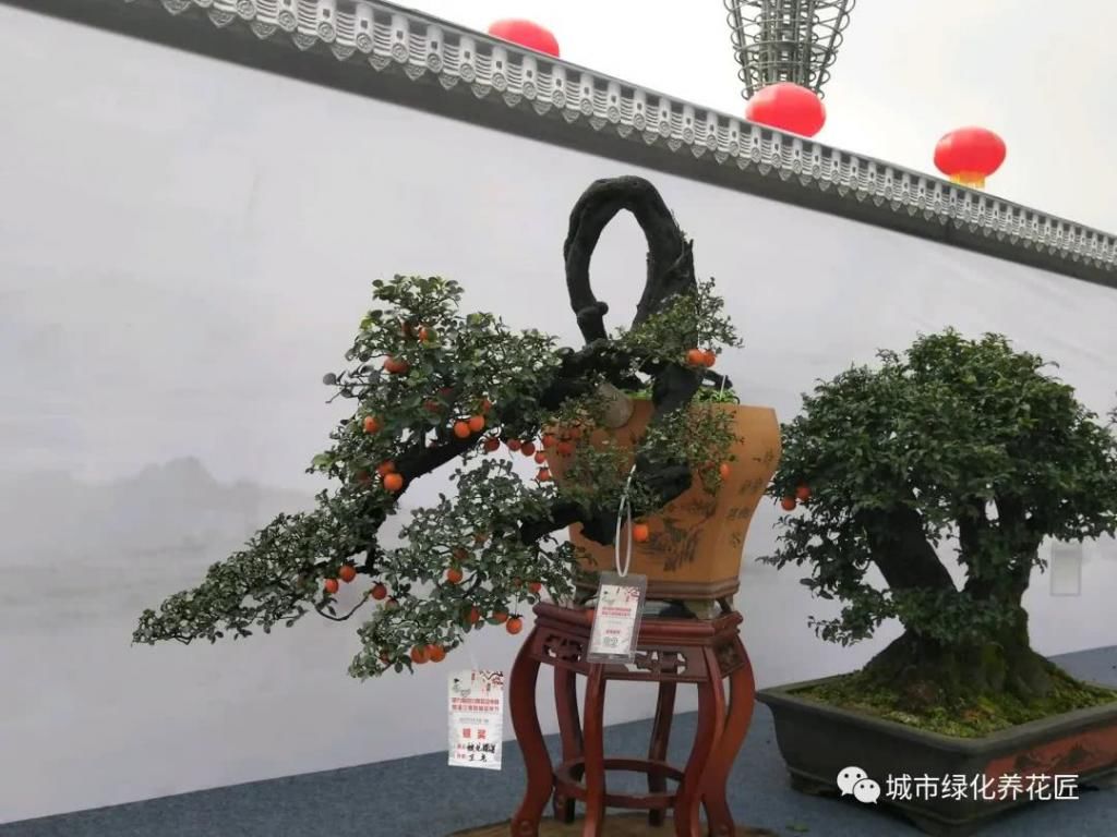  桩头|金弹子下山桩头素沙深埋抽芽成功，什么时候晒太阳好，晒晒更健康