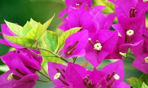  【室内】三角梅是否有毒，适合室内种植吗？