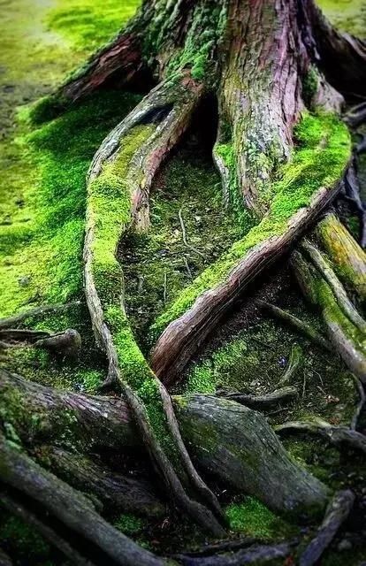  「遗失在」它是遗失在人间的一抹绿色