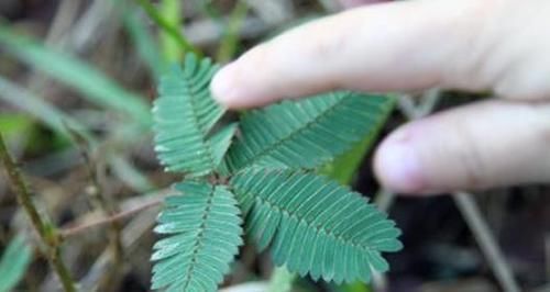  「植物」自然界最“敏感”的一种植物，一碰叶子就闭合，能观赏还能入药