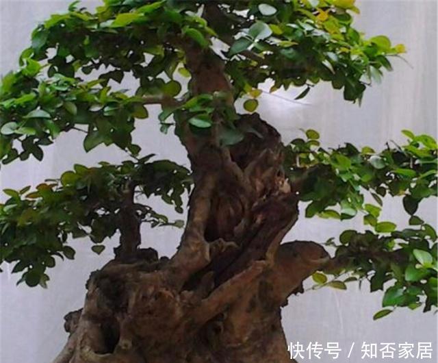 叶家:大叶家榆是盆景界中的“乡巴佬”?养护做好“4要点”,秀雅精致
