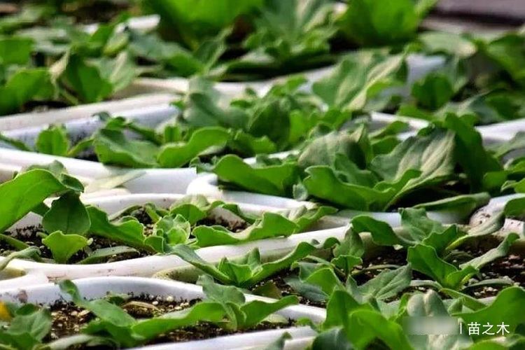  [种子]农村一种作物，种植一亩只需5克种子，亩产达5千斤，一斤1