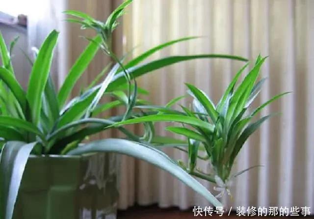 淘米水|老汉3年的吊兰老桩,手痒灌了两勺淘米水,几天就枯萎了,真倒霉