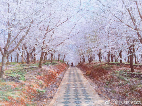 在贵州私藏的人间仙境里，做一场6000亩的樱花梦