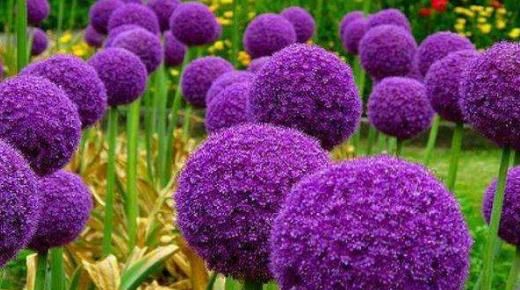 喜欢花：大家有见过这种“大花葱”吗？花语“聪明可爱”，养它观赏性极高
