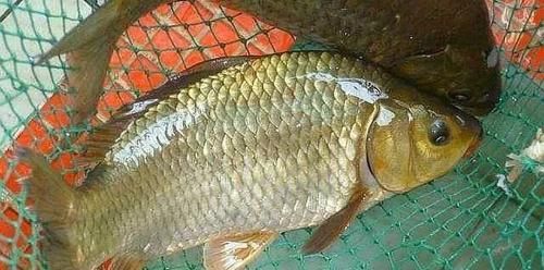  「地将钓饵」三十年后才知，这钓法“专攻”大鲫鱼，春天一到就管用，莫不信