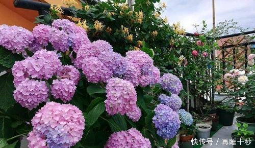 #直射光#绣球到底怎样晒太阳很多人都弄反了,怪不得怎么也养不好