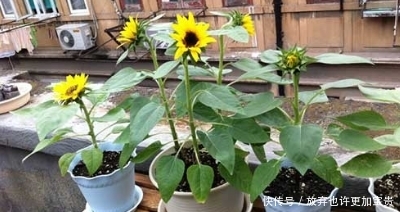  『阳光』如何在自己的阳台上种植美丽可口的向日葵