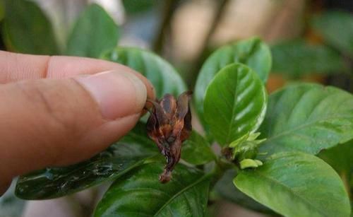  [顺应]新买的栀子花，叽里咕噜掉花苞，顺应4个“潮流”花苞个个拳头大
