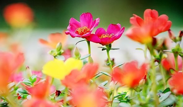  #花朵#喜欢花期长,花朵多彩的花,不能错过这几种,阳台变成花海