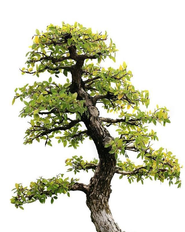 60例盆景树种，总有属于你的那棵（建议收藏）