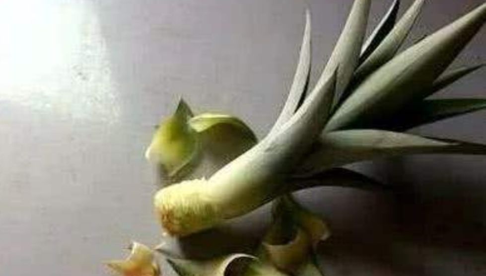  「叶子的菠萝」吃完的菠萝头不要扔,教你种出好看的菠萝盆栽,还能长菠萝