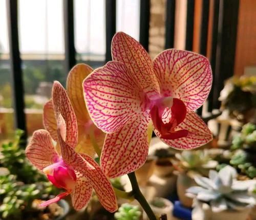  「技术员」蝴蝶兰盆栽什么时候换盆换水苔？蝴蝶兰基地技术员分享8年经验