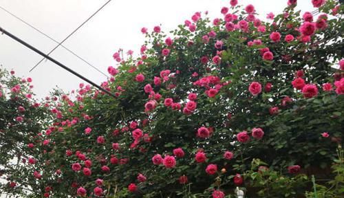  『喜欢』新手必种的十款最美藤本月季，款款颜值与能力并存，看看喜欢哪种