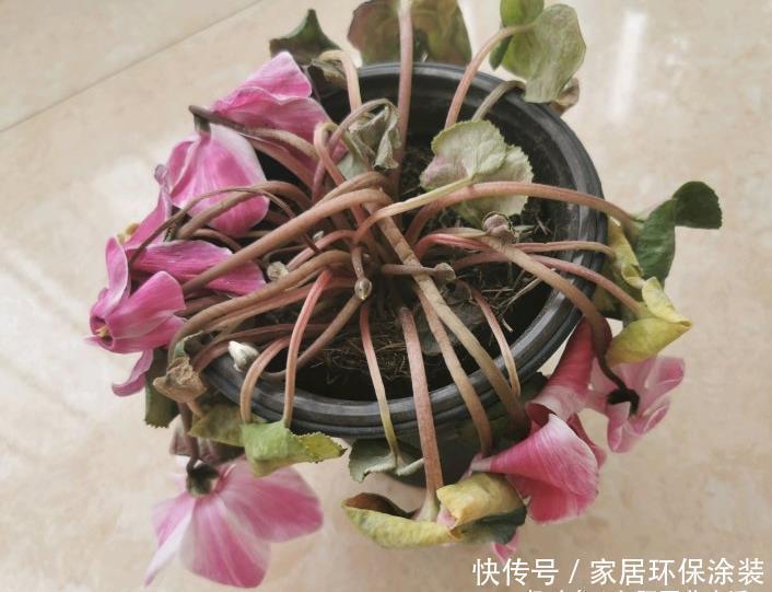 『养不活』气温回升,3种花卉不要买,黄叶,烂根,养不活,白花冤枉钱