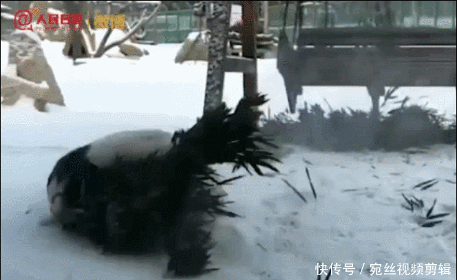 四川遇到熊猫