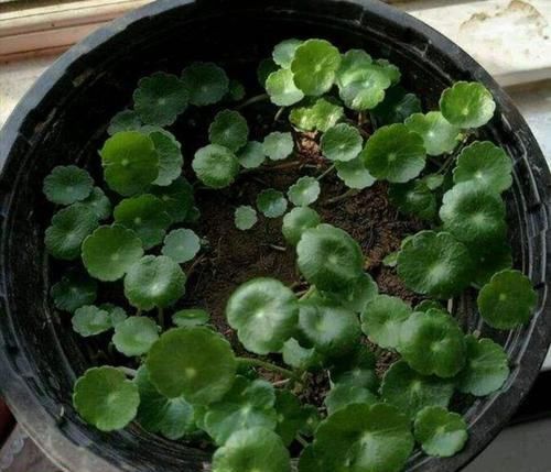  铜钱：铜钱草长势瘦弱、黄叶，给它剃头，很快就能长满花盆