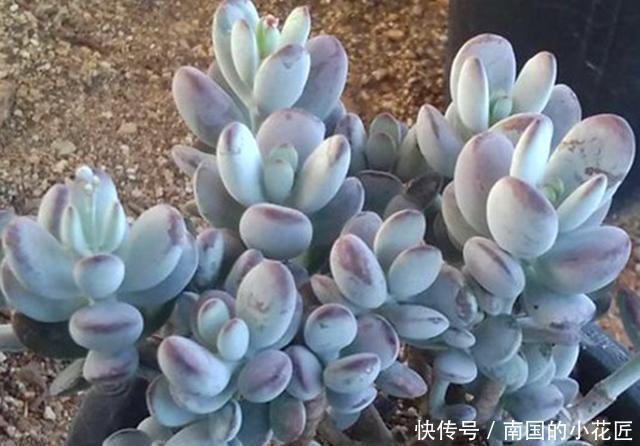 友们在养护|3种多肉掉叶子后难以叶插,这样挽救,成功后还可以正常生长