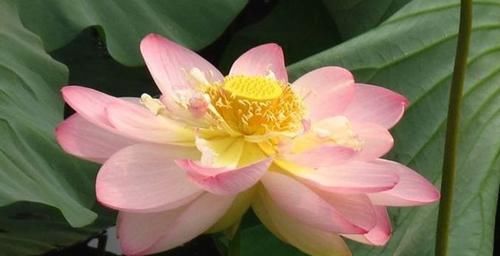  「优良」喜欢玫瑰，不如养“优良荷花”库姆夫人，花色奇特多变，雍容华贵