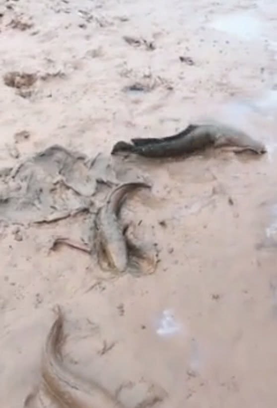 小龙虾克星，村民虾塘大减产，这群“祸害”却长的又肥又大