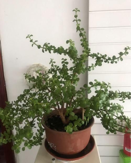  鸿运当头：10种招财花，越养越气派，家里有一盆好运连连！