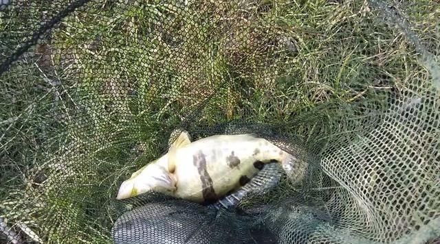 【水位上涨】春钓东洞庭湖附近水域,熟悉这些鱼情不空军