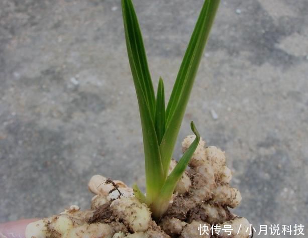 根系■兰花从根部干枯怎么办