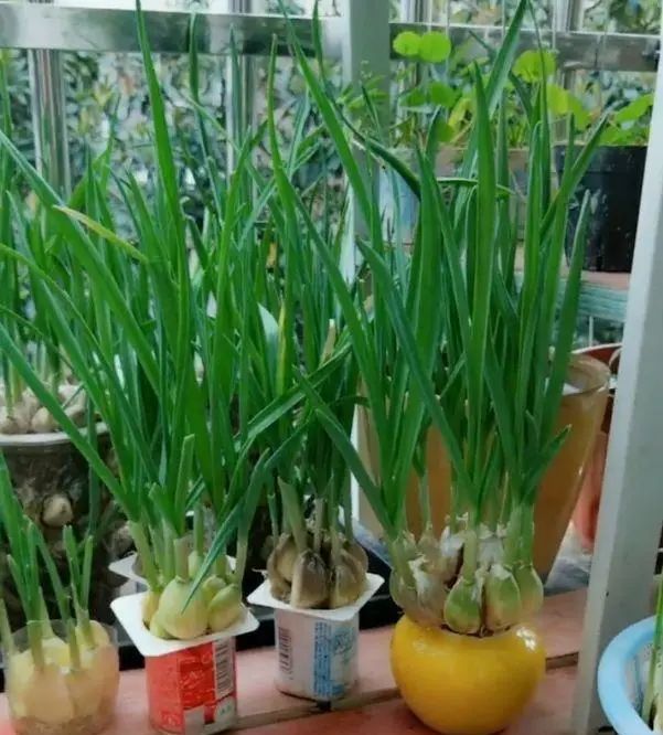  「来种菜」阳台种菜种密了,一个小窍门就能解决,还能多收获二十盆菜