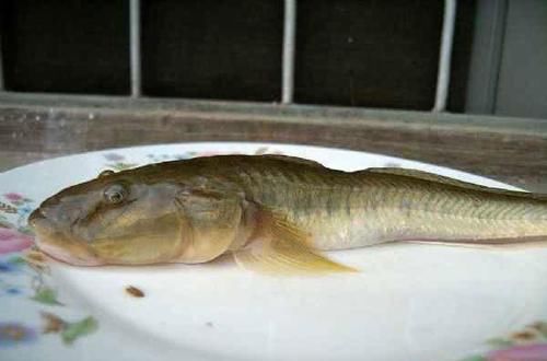  「钓友」沿海钓友的“入门鱼”吃食大胆，索饵凶狠，有一股蛮劲