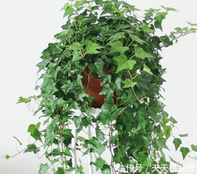 #一觉#3种花,最适合养卧室,释放氧气助睡眠,一觉睡到天亮!