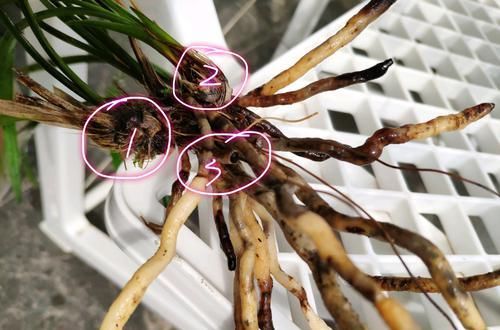  『兰花的芦头』兰花养着养着就烂根发臭了怎么回事？原来是上盆进入了误区