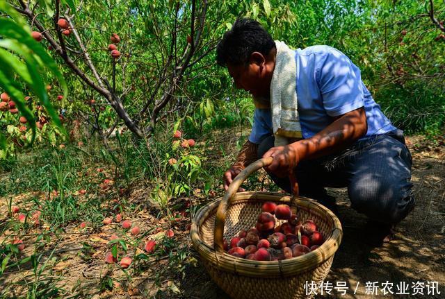  [桃子]被称为“五果之首”，价格一年比一年高，农民却说：一年