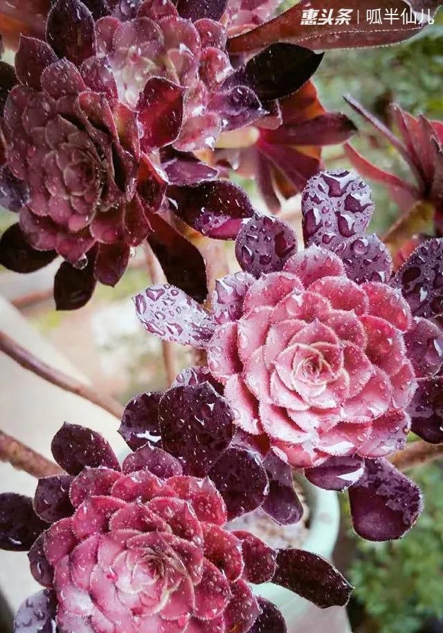 『白菜』多肉断水12天,绿白菜秒变红舞娘,想要上色就得...