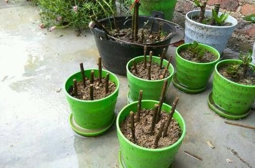  养棵：养棵“炮仗花”，花开3季，阳台开成花园，花瓣漂亮，不怕低温