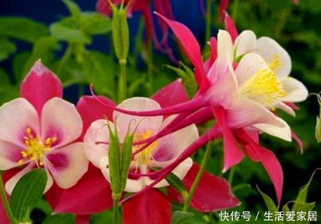  『盆栽』盆栽耧斗菜不开花，主要有5个原因，最好不要春播，这点很重要