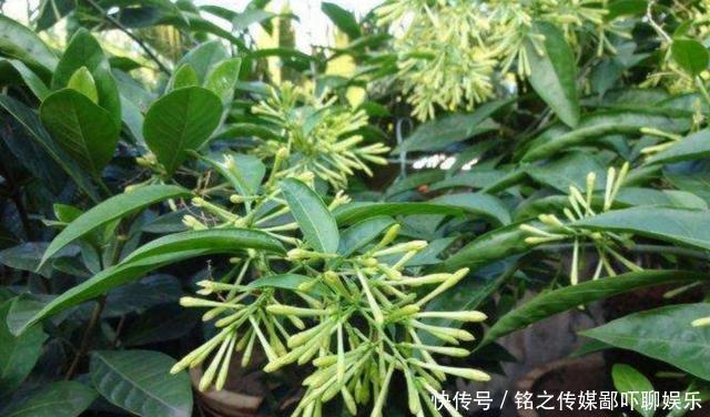  家里|家里养6种驱蚊植物，特殊的香味，使蚊子不敢靠近