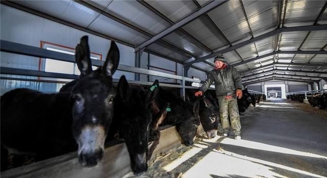 随着农村经济快速发展，2019年农村养殖什么最赚钱呢？