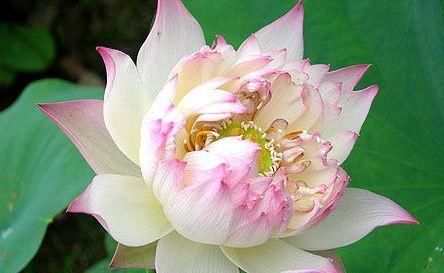 『白花龙吐珠』喜欢玫瑰,不如养盆“优良荷花”粉黛,花开娇艳美丽,千姿百态