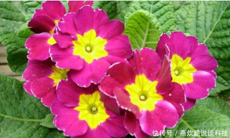  「春天」春天就养5种花，好养又漂亮，花团锦簇，人见人爱！
