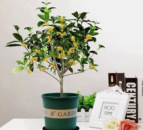  『药用价值』人养花，花养人，医生喜欢养的八种花，家里养一盆，清雅又健康！