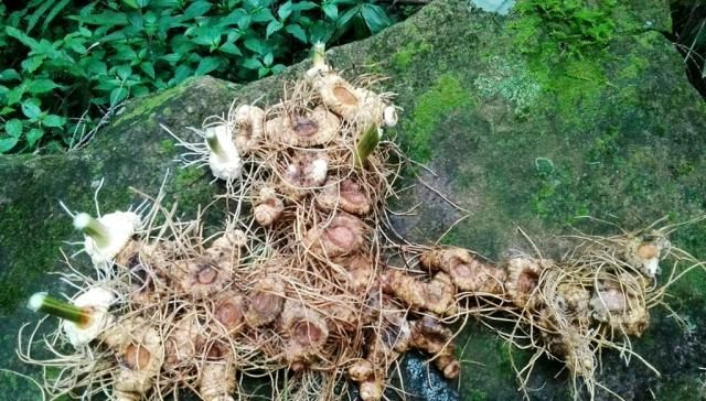  黄精：农村有“一宝”，曾是农民的“救命粮”，如今农民用来煲